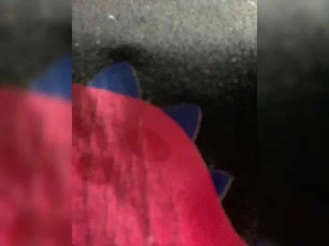 Freechat candicelovee on BongaCams