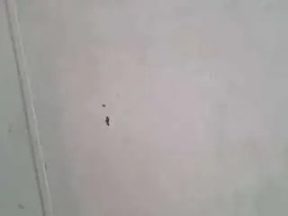 Freechat 1maybeck on CamSoda